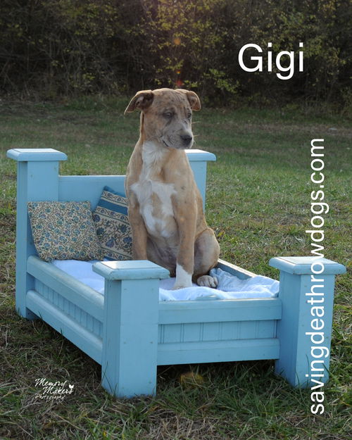 Gigi