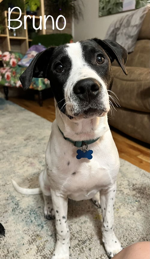 Bruno