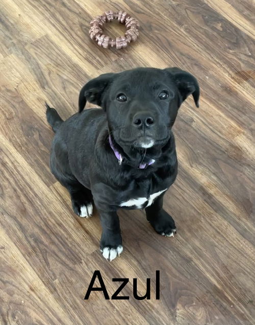 Azul