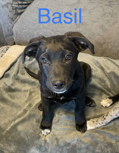 Basil