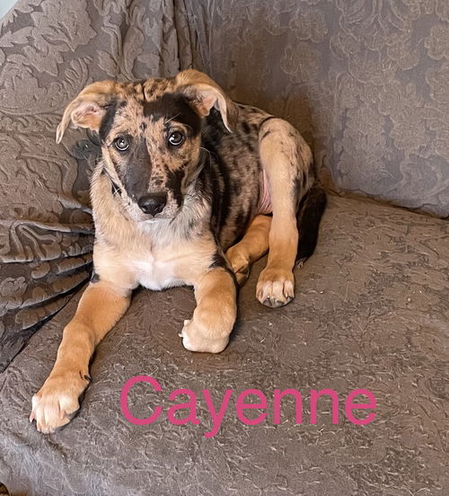 Cayenne