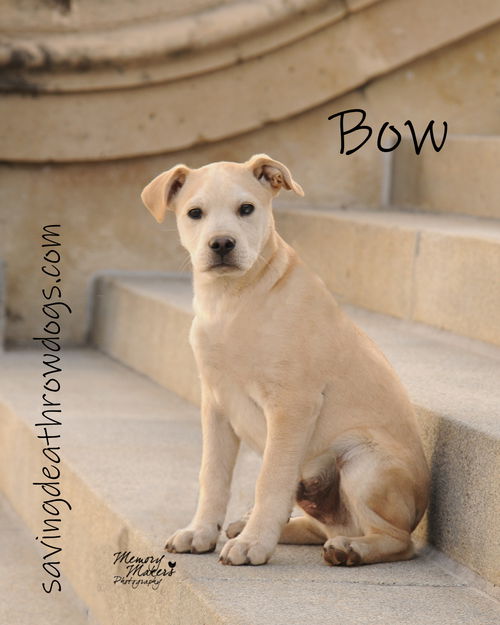 Bow