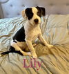 Lily