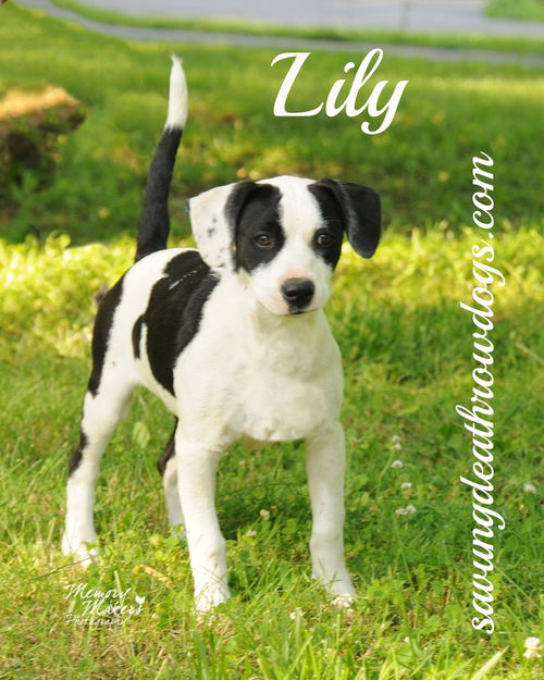 Lily