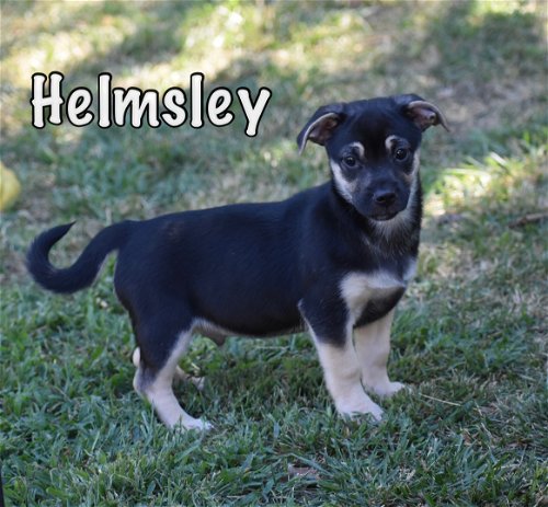 Helmsley