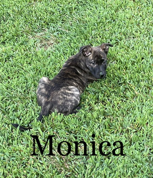 Monica