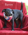 Baron