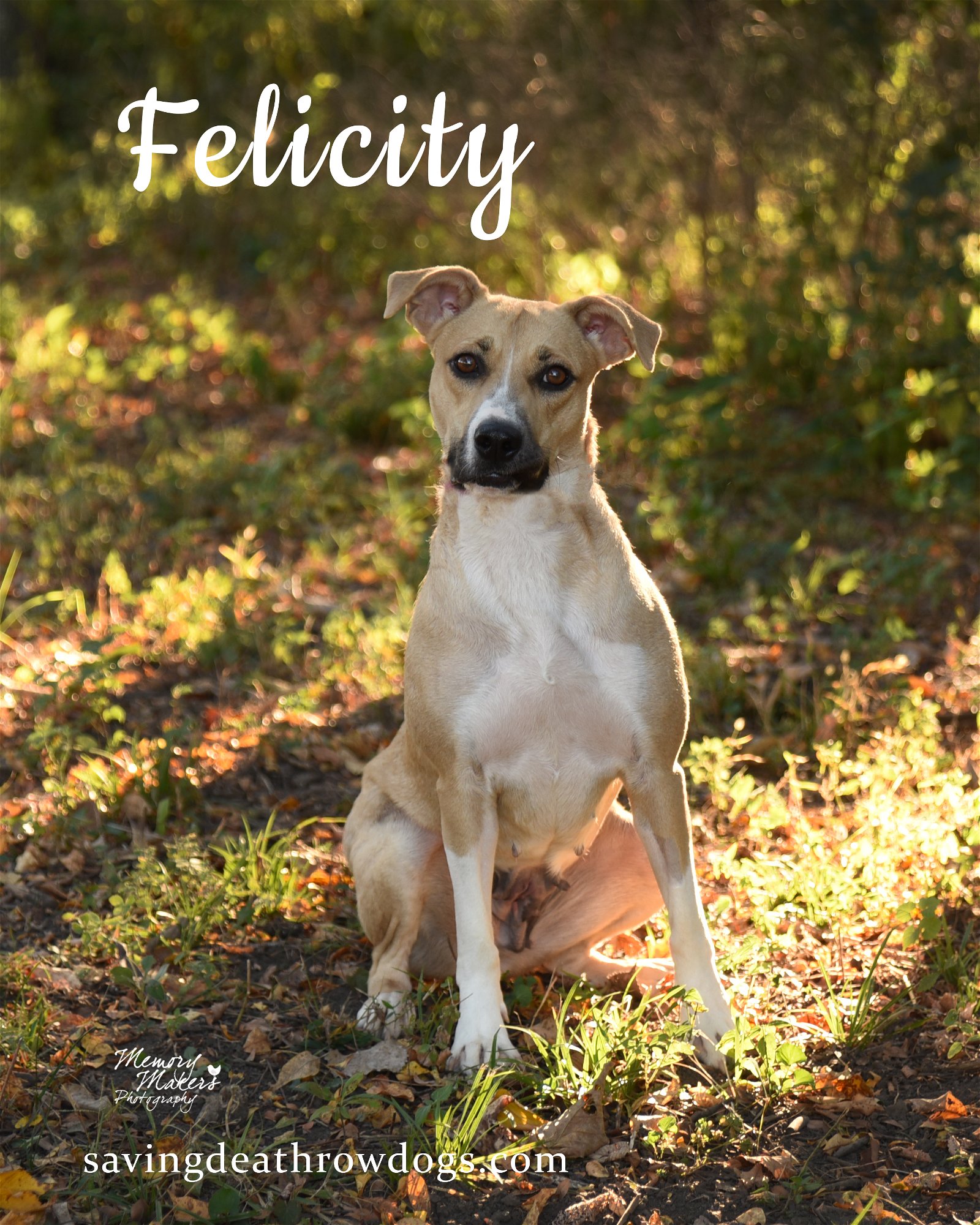 adoptable Dog in Topeka, KS named Felicity