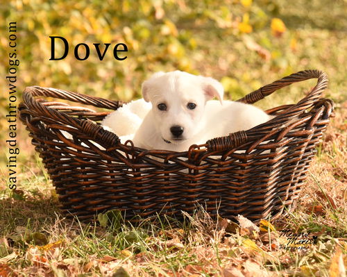 Dove