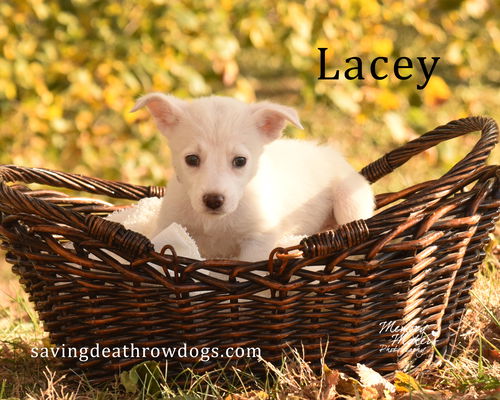 Lacey