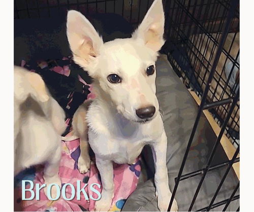 Brooks