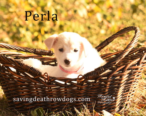 Perla