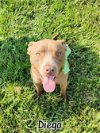 adoptable Dog in topeka, KS named Diego