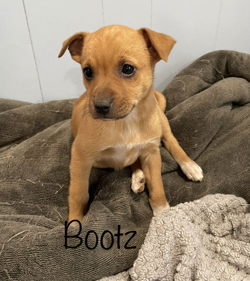 Bootz