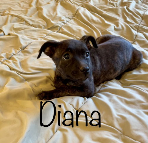 Diana