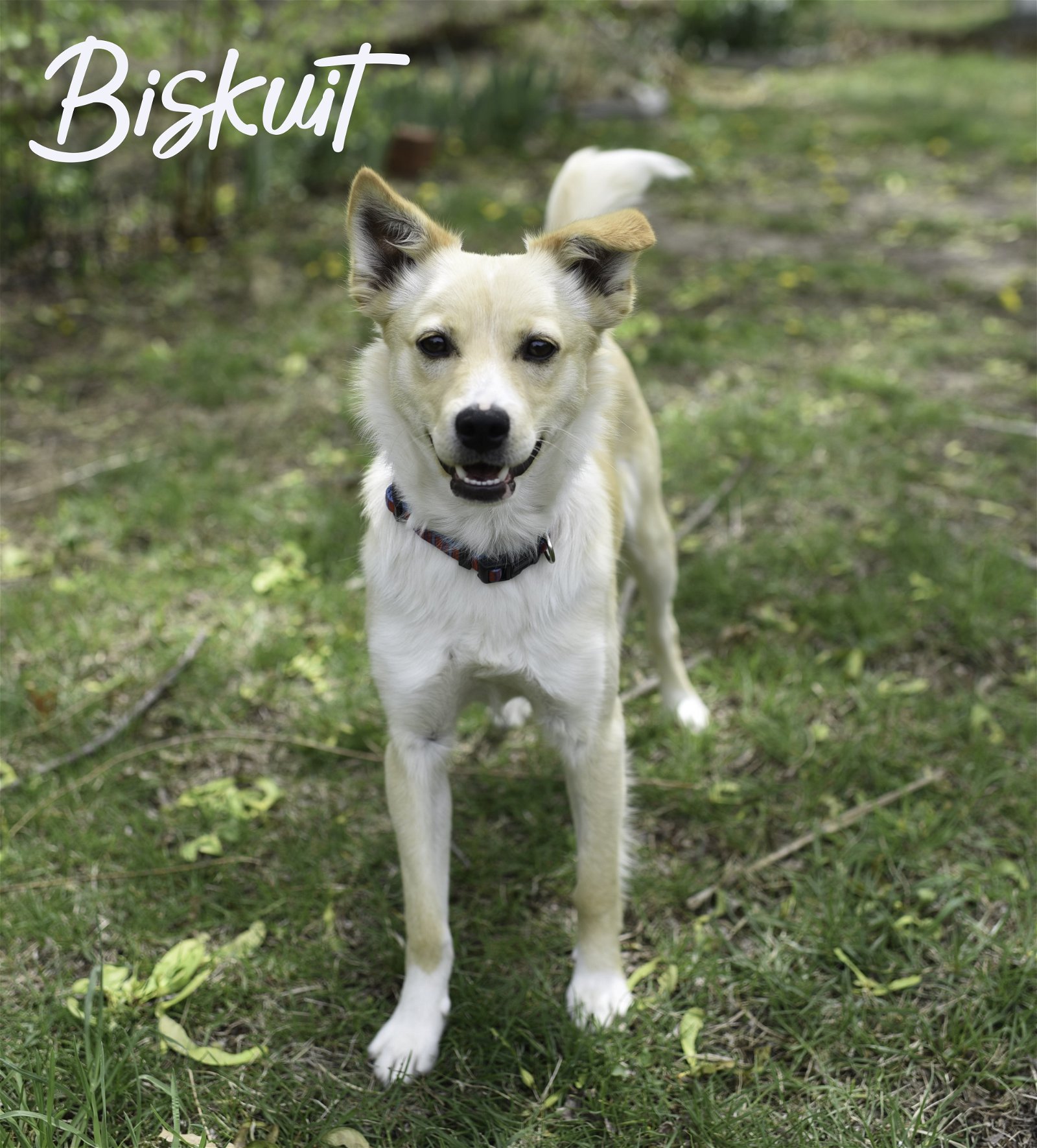 adoptable Dog in Topeka, KS named Biskuit