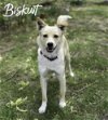 adoptable Dog in  named Biskuit