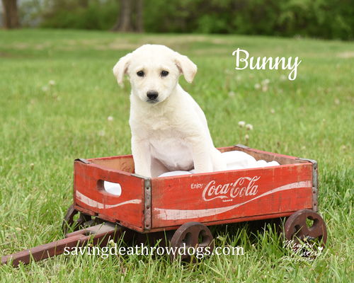 Bunny
