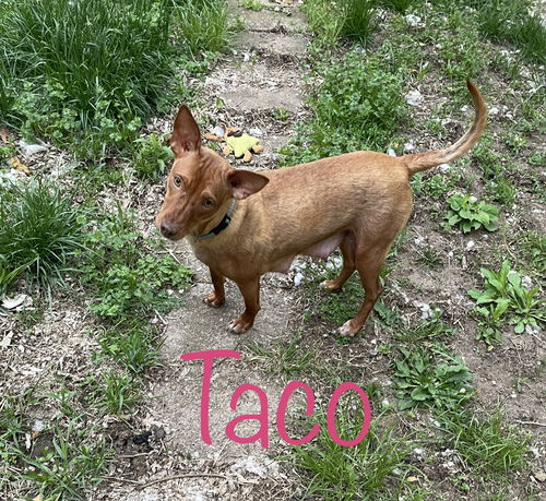 Taco