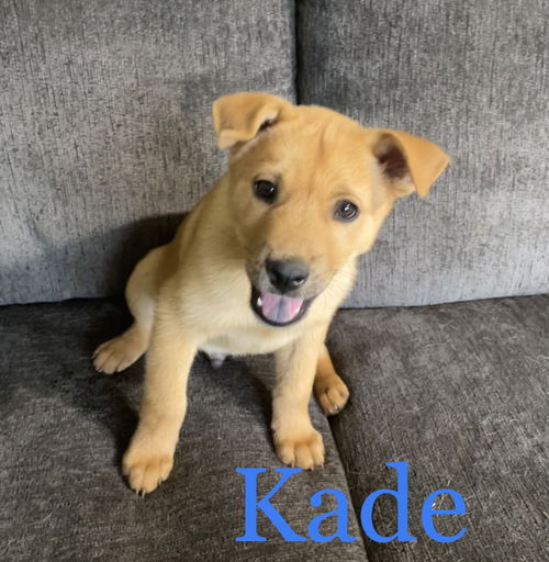 Kade