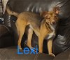 adoptable Dog in topeka, KS named Lexi