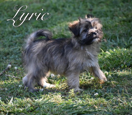 Lyric