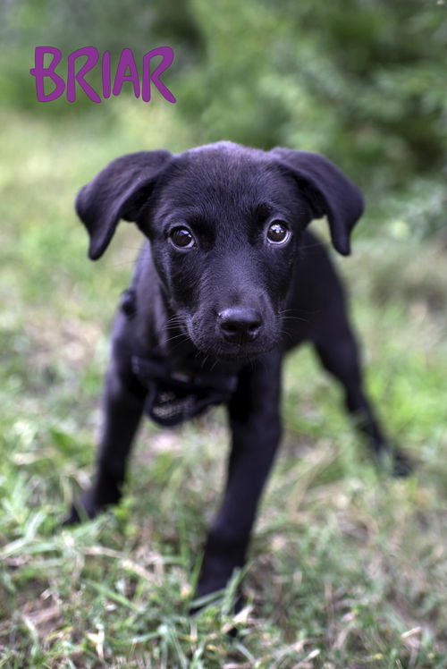 Briar