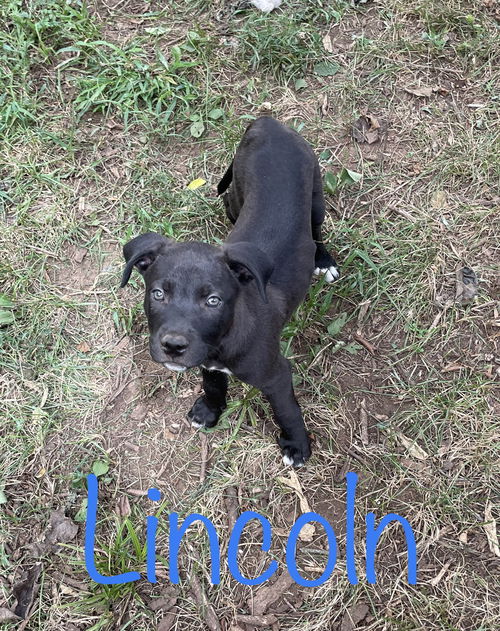 Lincoln