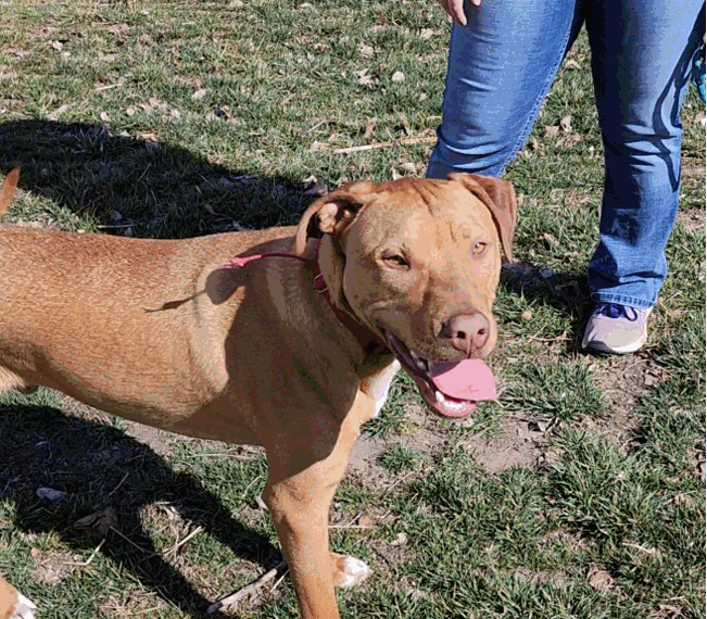 adoptable Dog in Topeka, KS named Jefferson