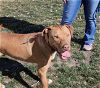 adoptable Dog in  named Jefferson