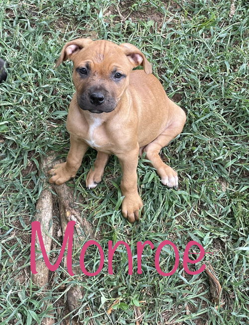 Monroe
