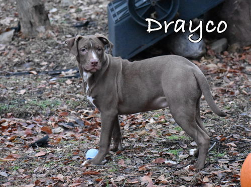 Drayco