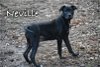 adoptable Dog in topeka, KS named Neville