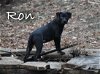 adoptable Dog in topeka, ks, KS named Ron