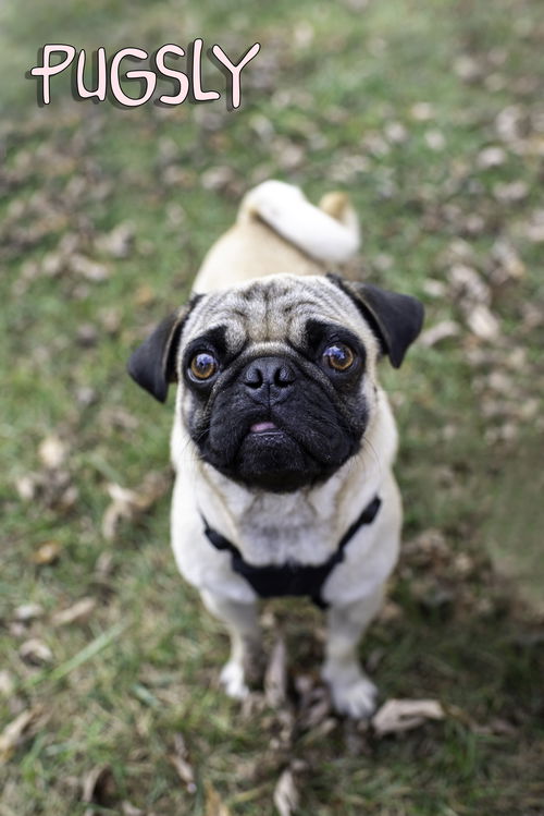 Pugsly