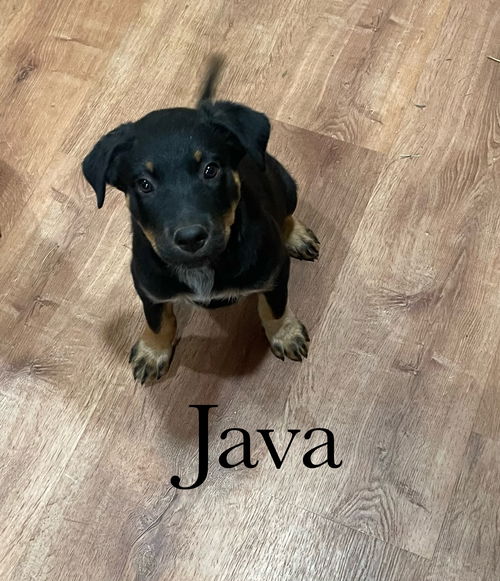 Java