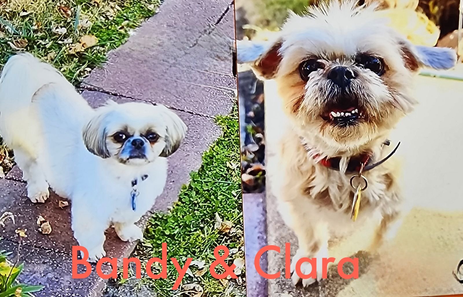 Clara and Bandy