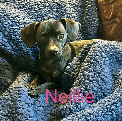 Neillie