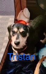 Tristan