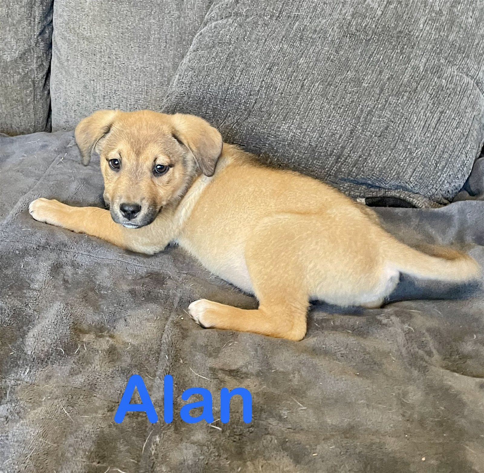 adoptable Dog in Topeka, KS named Alan
