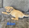 adoptable Dog in  named Alan