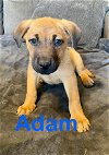 adoptable Dog in  named Adam
