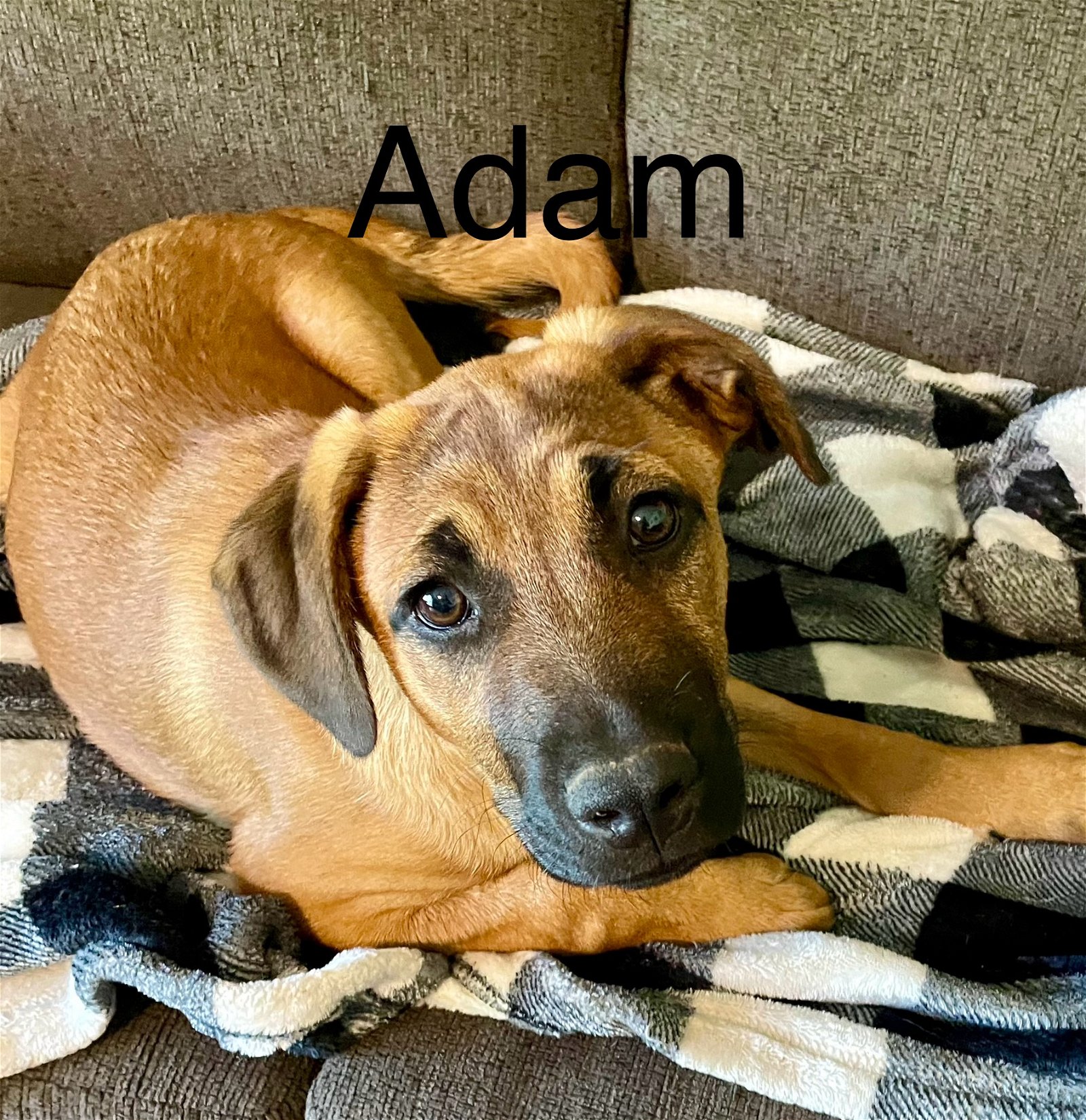 adoptable Dog in Topeka, KS named Adam