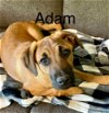 adoptable Dog in  named Adam