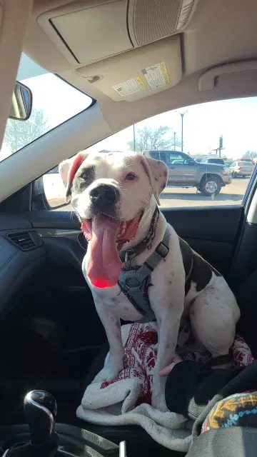 Dexxter - American Bulldog