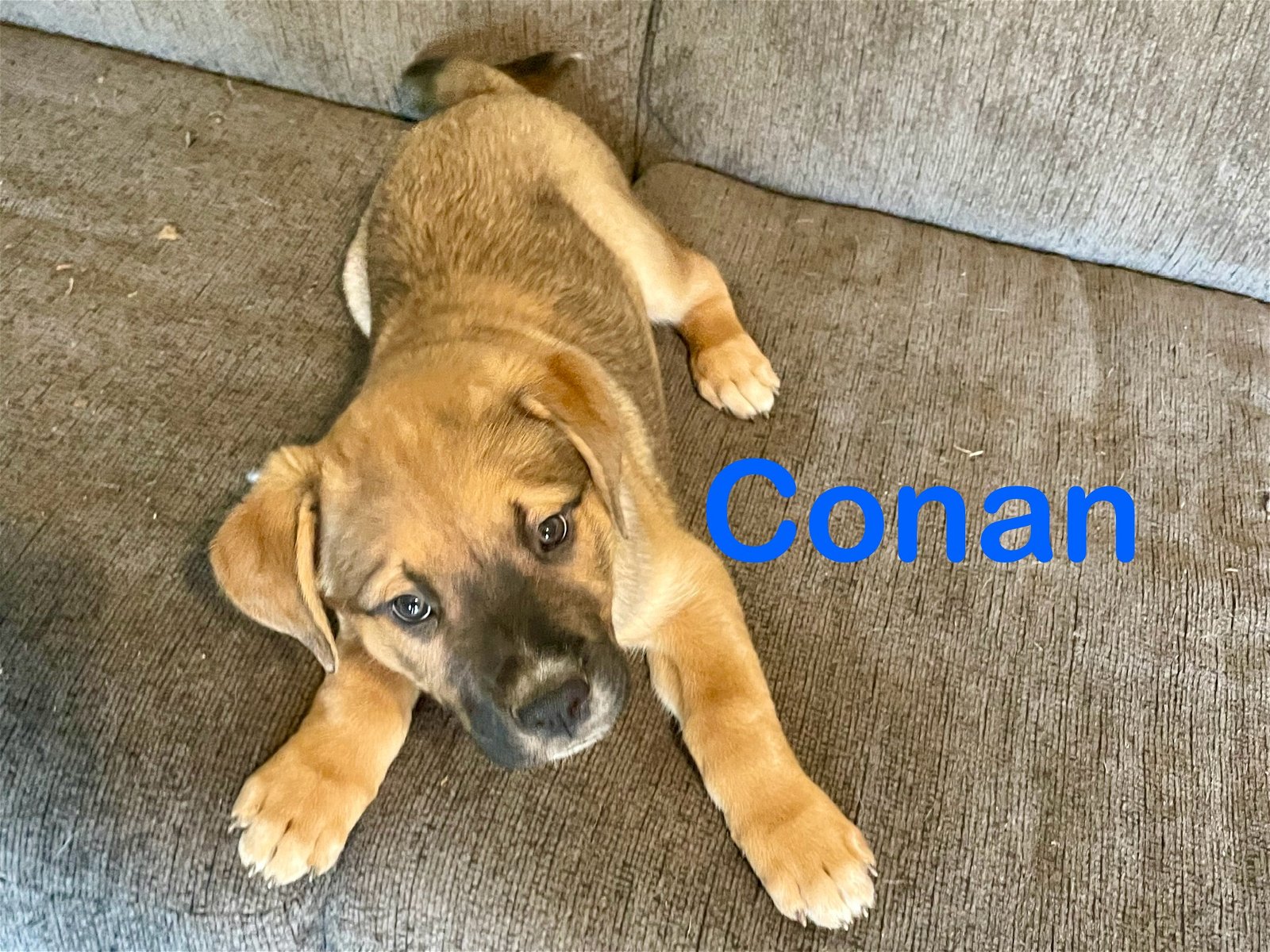 adoptable Dog in Topeka, KS named Conan