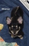 adoptable Dog in , KS named Rhianna