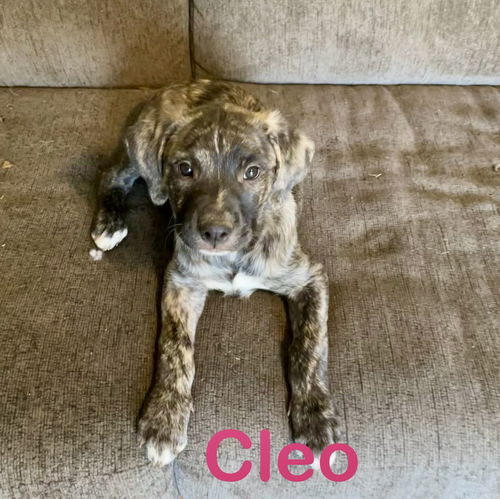 Cleo