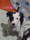 Layni