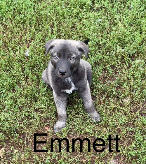 Emmett